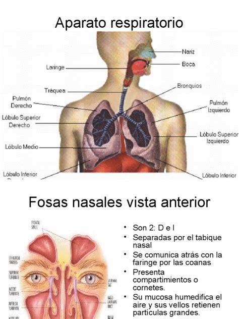 Anatomía aparato respiratorio | Pulmón | Sistema respiratorio