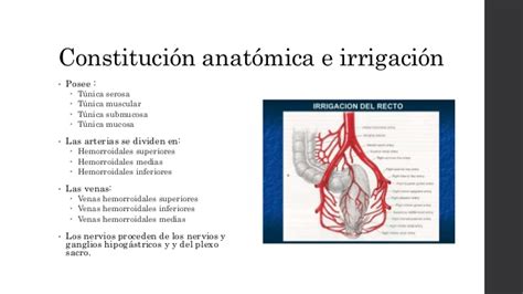 Anatomia colon. recto y ano