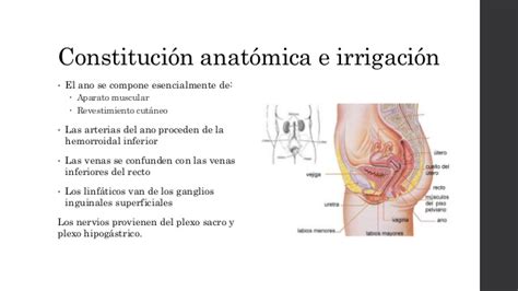 Anatomia colon. recto y ano