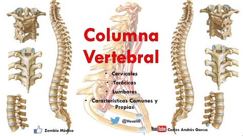 Anatomía   Columan Vertebral  Caracteríticas Comunes y ...