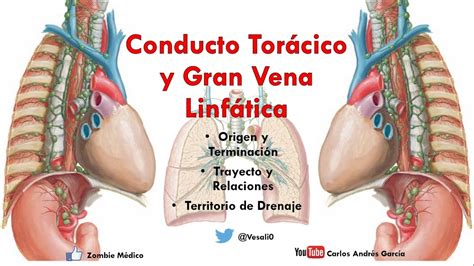 Anatomía   Conducto Torácico, Gran Vena Linfática y ...