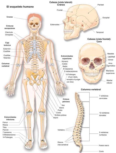 Anatomia de l aparell locomotor | Imagenes del esqueleto humano ...
