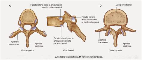 Anatomía de la columna vertebral: ANATOMÍA BÁSICA DE LA ...