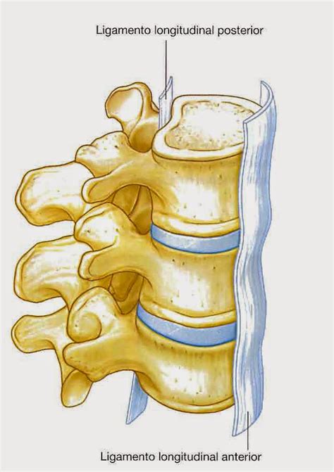 Anatomía de la columna vertebral: COLUMNA VERTEBRAL ...