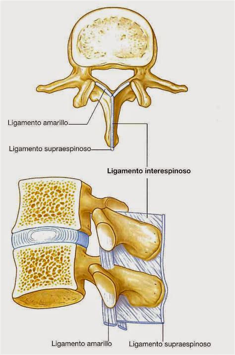 Anatomía de la columna vertebral: COLUMNA VERTEBRAL ...