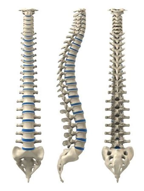 Anatomía de la columna vertebral   espaldaycuello.com