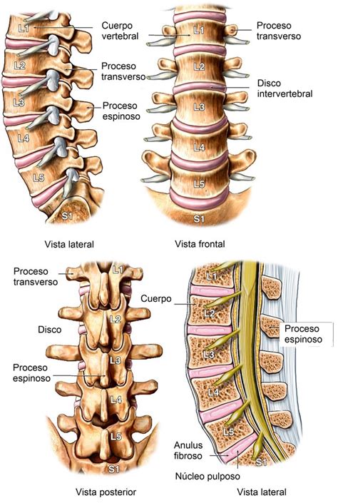 Anatomía de la columna vertebral, lumbar, cervical y ...