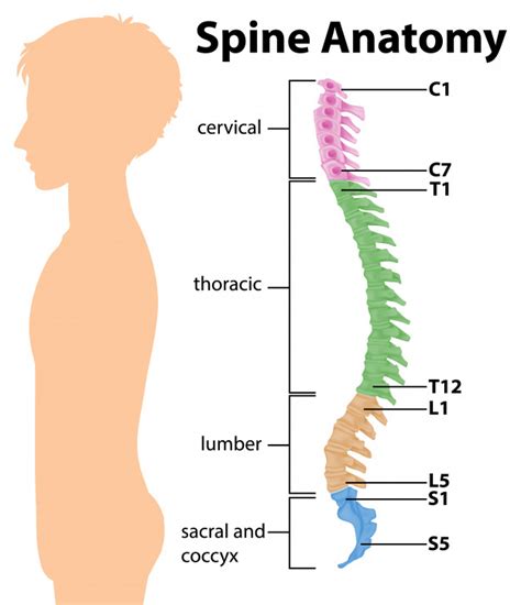 Anatomía de la columna vertebral o infografía de curvas ...