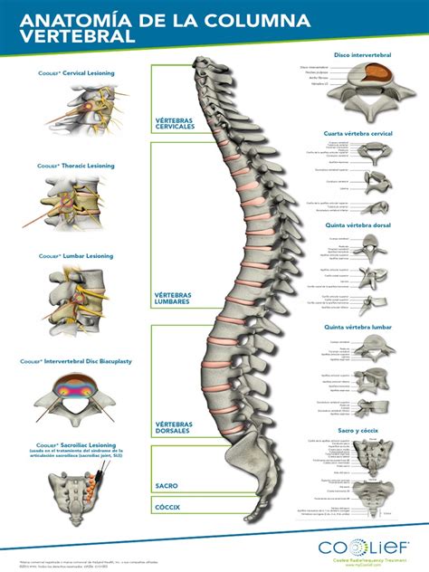 Anatomía De La Columna Vertebral: Vértebras Cervicales ...