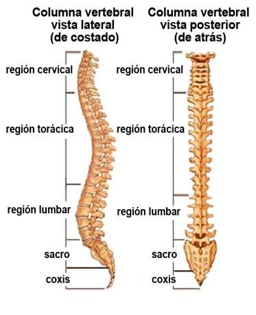 Anatomía de la estenosis espinal