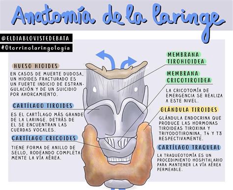 Anatomía de la Laringe Fuente: Iván @muymedico Instagram ...