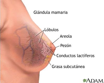 Anatomía de la mama. Ciclo Imagen para el Diagnóstico y ...