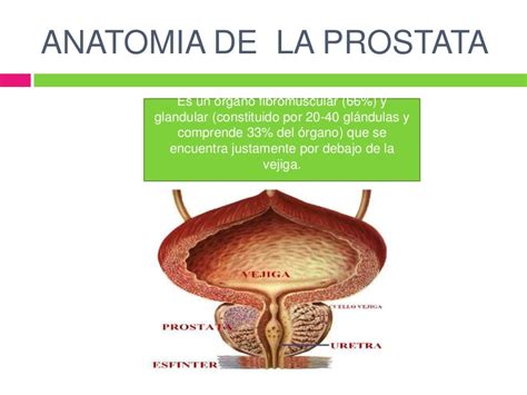 Anatomia de la prostata