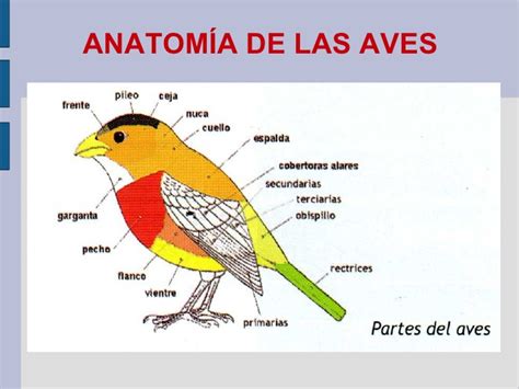 Anatomía de las aves   EcuRed