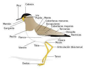Anatomía de las aves Wikipedia, la enciclopedia libre