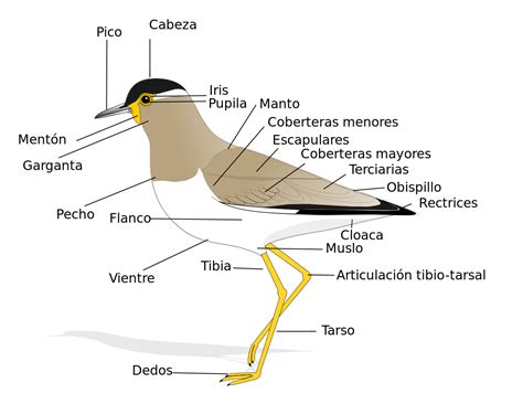Anatomía de las aves   Wikipedia, la enciclopedia libre