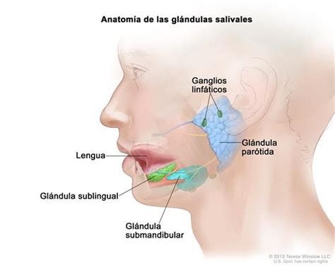 Anatomía de las glándulas salivales; el dibujo muestra una ...