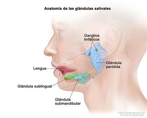 Anatomía de las glándulas salivales; el dibujo muestra una sección ...