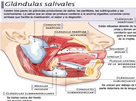 Anatomía de las glándulas salivales | Glándula salival, Auxiliar de ...