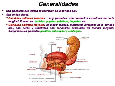 ANATOMIA DE LAS GLANDULAS SALIVALES