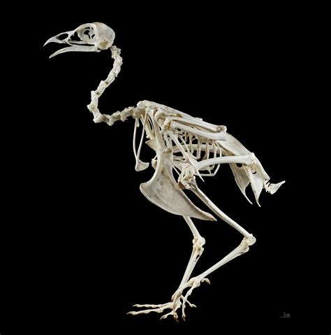 Anatomia de pássaros revela que a evolução pode  voltar ...