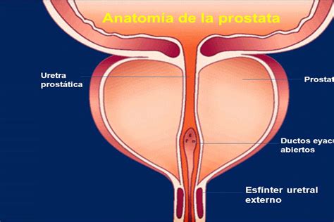 Anatomía de próstata