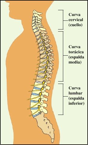 Anatomía de una columna vertebral normal
