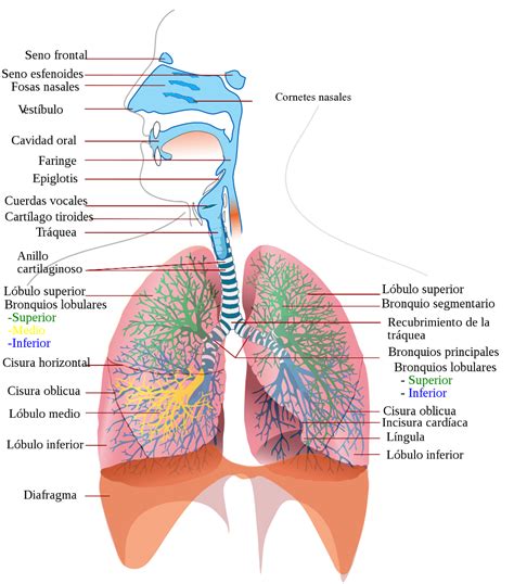 Anatomía del aparato respiratorio | Enseñando