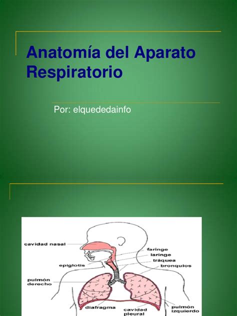 Anatomía Del Aparato Respiratorio | PDF | Pulmón | Sistema respiratorio