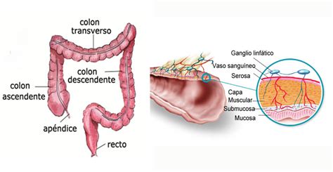 Anatomía del colon y tumores en el Intestino Grueso | AECC
