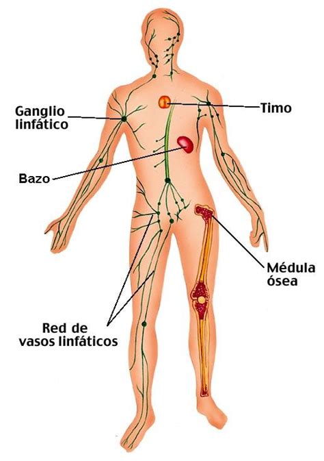anatomia del cuerpo: sistema linfático