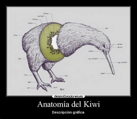 Anatomía del Kiwi | Desmotivaciones