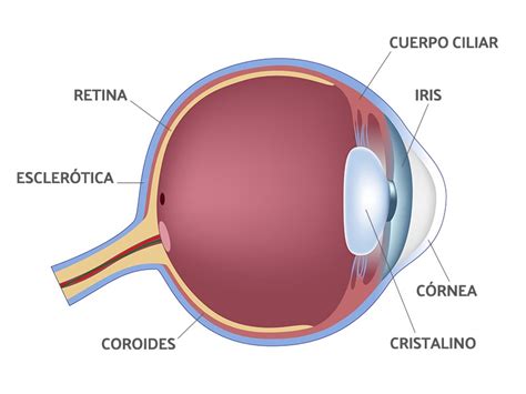Anatomía del ojo humano: estructura y explicación de las ...