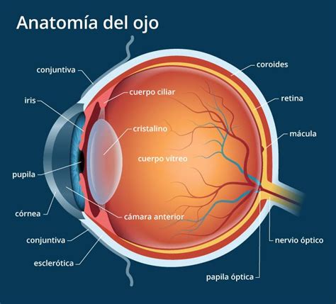 Anatomía del ojo humano   Explicación de las partes del ...