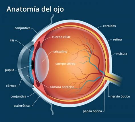 Anatomía del ojo humano: partes y funciones   RESUMEN ...