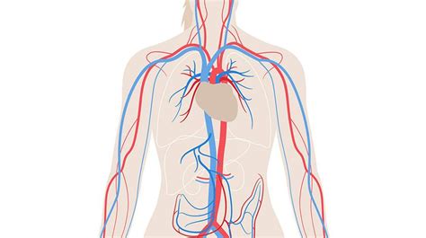 Anatomia del sistema circulatorio del cuerpo humano [2019]