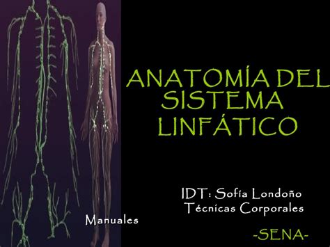 Anatomía del sistema linfático