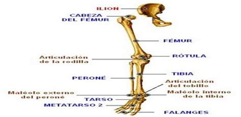 Anatomía del sistema óseo   Monografias.com