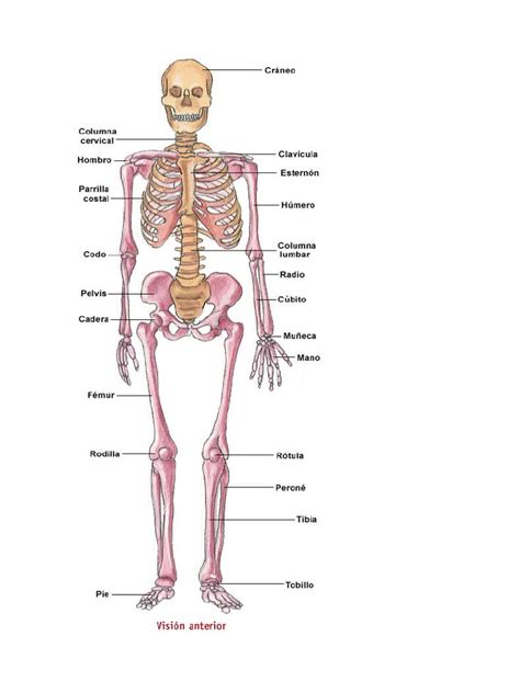 Anatomía Del Sistema Óseo | PDF | Mano | Hueso