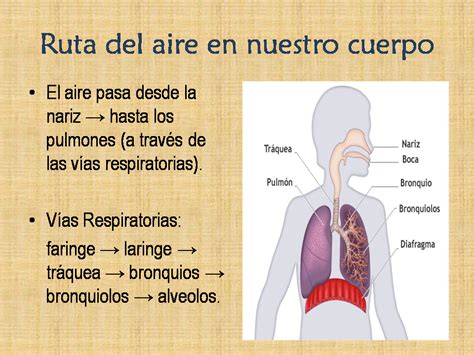 Anatomia Del Sistema Respiratorio Resumen   kulturaupice