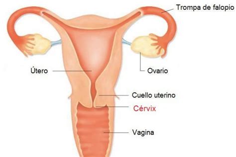 Anatomía del útero