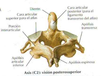 Anatomía Descriptiva: Vértebras cervicales
