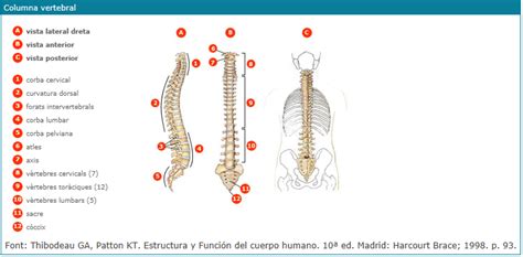 Anatomía: EJERCICIOS TEMA ÓSEO 1.2.  TEMA 2
