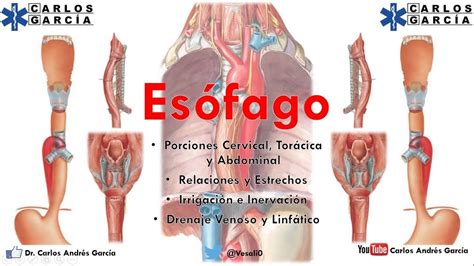 Anatomía   Esófago Part. I  Porción Cervical, Torácica y ...