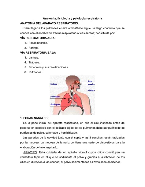 Anatomía, fisiología y patología respiratoria   StuDocu