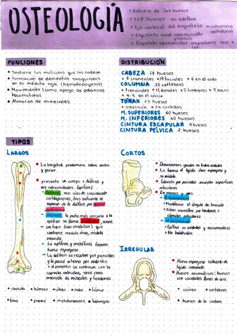 ANATOMÍA: GENERALIDADES   uDocz | Anatomía, Anatomía médica, Anatomia y ...