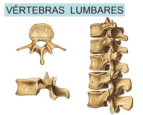 anatomia humana: VÉRTEBRAS LUMBARES