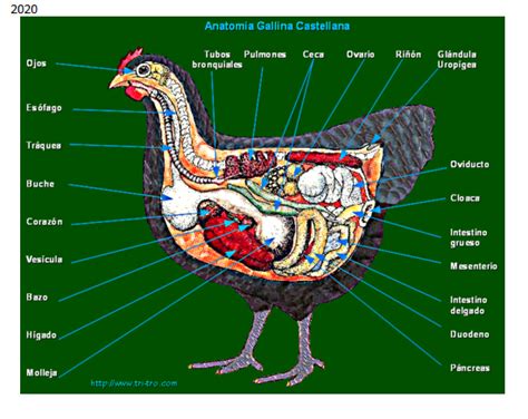 Anatomía interna y externa de una gallina y de un gallo.  Sistemas ...