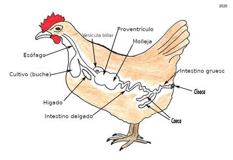 Anatomía interna y externa de una gallina y de un gallo.  Sistemas ...