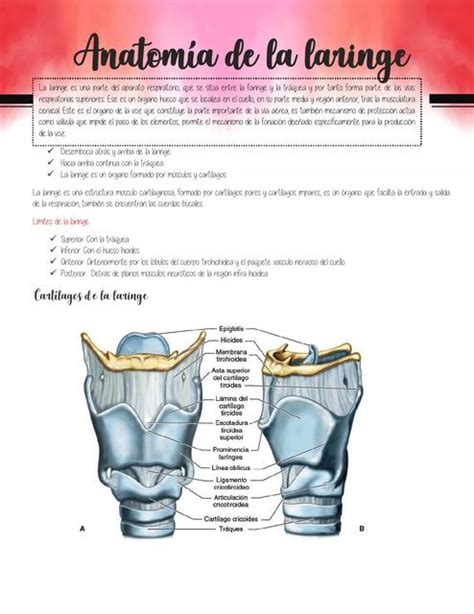 Anatomía irrigacion e inervacion de la laringe | Anatomía ...